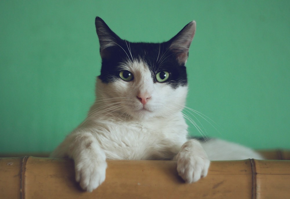 Editorial photograph of a relaxed cat sitting by a bright window in a calm home, soft natural light, no people